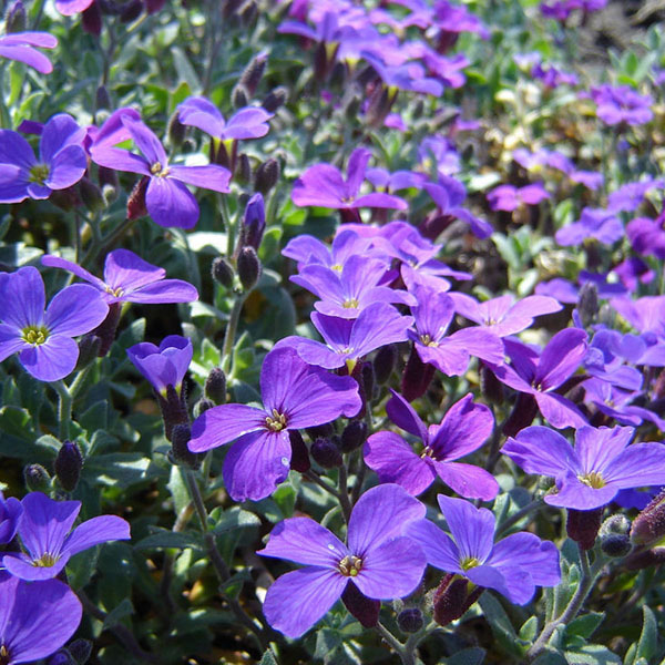 ground cover with purple flowers